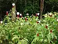 Costus speciosus, a marsh plant, Guadeloupe.