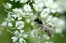 Cotesia melanoscela