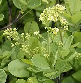 Buds and flowers