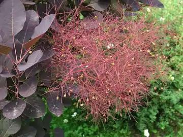 Foliage and flowers