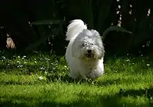 One year old Coton de Tulear playing in the garden