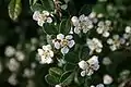 Flowers of  Cotoneaster dammeri