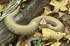 A. p. piscivorus – gaping is part of the typical threat display, the white mouth giving it the nickname "cottonmouth".