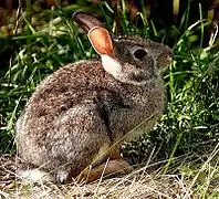 Eastern cottontail