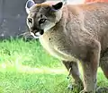 Puma concolor