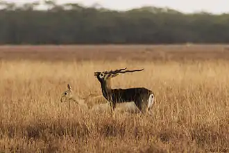 Blackbuck antelopes