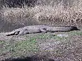 Resident alligator named Cowboy at Lowcountry Zoo