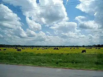 Grazing cattle in Ecoregion 37c