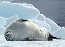 Gray seal