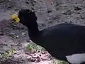 Adult male yellow-knobbed curassow (C. daubentoni)