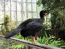 Wattled curassow, named Joanie