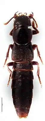 Creophilus rekohuensis Clarke 2011