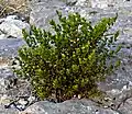 A creosote bush, which is common in the Mojave