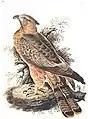 Crested honey buzzard