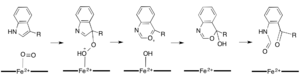 Criegee Rearrangement