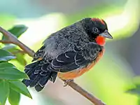 Crimson-breasted finch