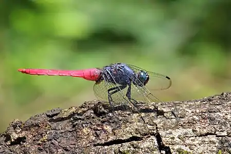 Orthetrum pruinosum male