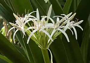 Inflorescence, in cultivation at Birmingham Botanical Gardens (United Kingdom)