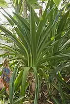 In cultivation at Birmingham Botanical Gardens (United Kingdom)