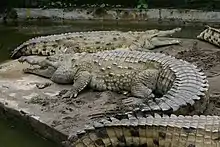 Orinoco crocodile, Crocodylus intermedius