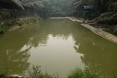 The view of the crocodile pond in 2016.