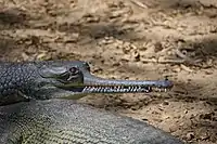 Gharial