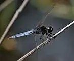 Male