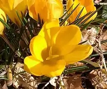 Crocus 'E.A. Bowles',   a C. chrysanthus hybrid