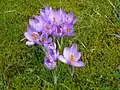 Crocus etruscus 'Zwanenburg'