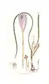 Hand coloured plate Crocus nudfloris by James Sowerby