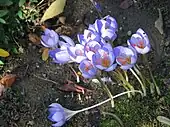 Flowers of Crocus speciosus