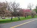 Trees on the Town Green between Main Street and Prospect Hill Roads