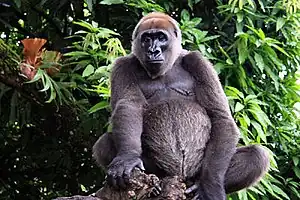 Gorilla gorilla diehli