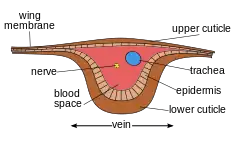 Image 4Cross-section of wing vein (from Insect morphology)