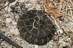 Western rattlesnake