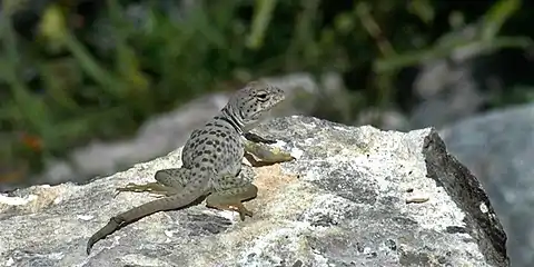 Eastern collared lizard (Crotaphytus collaris melanomaculatus), sub-adult photographed in situ, municipality of Miquihuana, Tamaulipas, Mexico (19 September 2007)