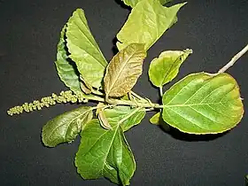 Flower buds on inflorescence