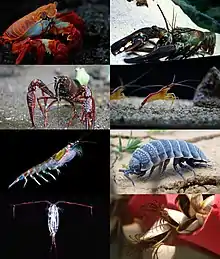 A diversity of different crustaceans, a group of segmented animals: Sally lightfoot crab (Grapsus grapsus), European lobster (Homarus gammarus), Red swamp crayfish (Procambarus clarkii), Pacific cleaner shrimp (Lysmata amboinensis), Antarctic krill (Euphasia superba), Hemilepistus reaumuri, Calanoida, and Pelagic gooseneck barnacle (Lepas anatifera).