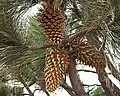 Foliage and cones