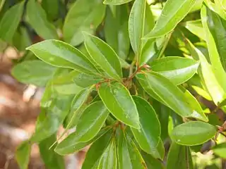 Foliage