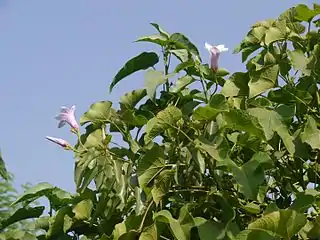 Habit and flowers