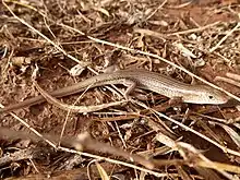 Ctenotus helenae on Angas Downs IPA, NT