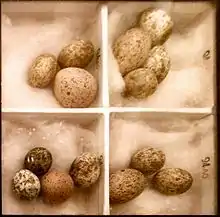 Cuckoo eggs mimicking smaller eggs, in this case of reed warbler