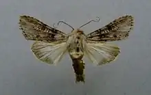 Cucullia absinthii