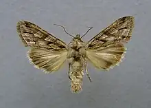 Cucullia fraudatrix