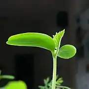 The shoot of a cucumber