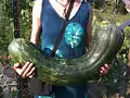 Naples long squash