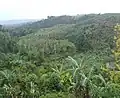 View of ravine near Culebrinas River