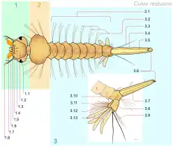 Culex restuans larva