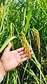 Rice crops Isla Cañas